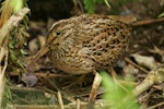 Chatham Island snipe. Adult. Rangatira Island, February 2010. Image © David Boyle by David Boyle.