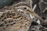 Chatham Island snipe. Adult. Mangere Island, Chatham Islands, December 2022. Image © Steve Pilkington by Steve Pilkington.