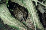 Chatham Island snipe. Adult on nest among Olearia traversiorum roots. Mangere Island, Chatham Islands. Image © Department of Conservation (image ref: 10033453) by Allan Munn, Department of Conservation.