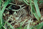 Chatham Island snipe. Adult on nest. Mangere Island, Chatham Islands, January 1981. Image © Department of Conservation (image ref: 10047187) by Dave Crouchley, Department of Conservation.