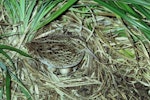 Chatham Island snipe. Adult on nest with 2 eggs. Mangere Island, Chatham Islands, October 1980. Image © Department of Conservation (image ref: 10033451) by Rod Morris, Department of Conservation.