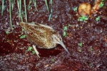 Snares Island snipe | Tutukiwi. Adult. Snares Islands, January 1985. Image © Colin Miskelly by Colin Miskelly.