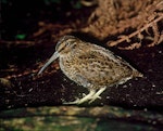 Snares Island snipe | Tutukiwi. Adult. North East Island, December 1986. Image © Colin Miskelly by Colin Miskelly.