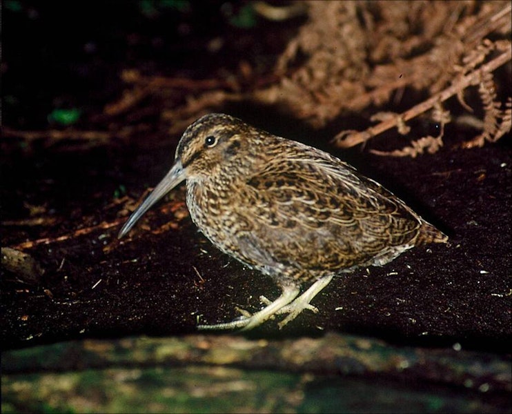 Snares Island snipe | Tutukiwi. Adult. North East Island, December 1986. Image © Colin Miskelly by Colin Miskelly.