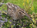 Subantarctic snipe. Adult Auckland Island snipe. Enderby Island, Auckland Islands, January 2018. Image © Colin Miskelly by Colin Miskelly.