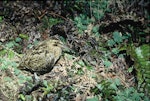 Subantarctic snipe. Adult Antipodes Island snipe. Antipodes Island, October 1990. Image © Colin Miskelly by Colin Miskelly.