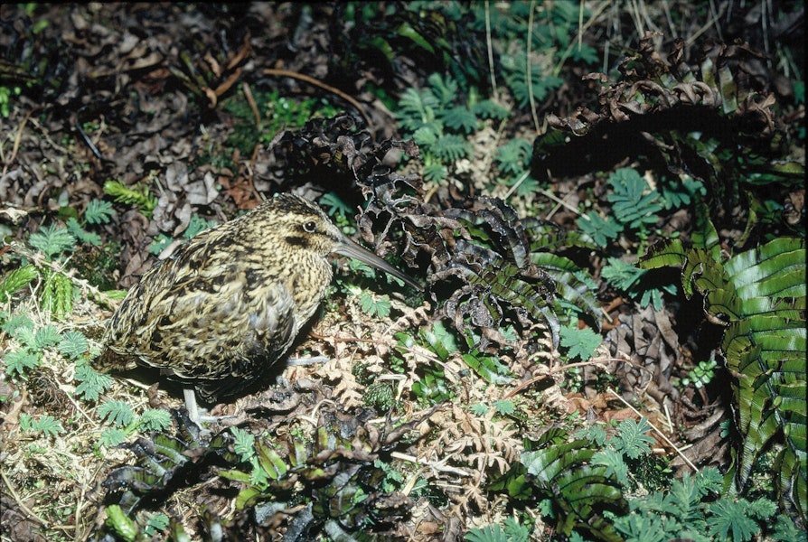 Subantarctic snipe. Adult Antipodes Island snipe. Antipodes Island, October 1990. Image © Colin Miskelly by Colin Miskelly.