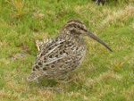 Subantarctic snipe. Auckland Island snipe, adult. Enderby Island, Auckland Islands, January 2018. Image © Alan Tennyson by Alan Tennyson.