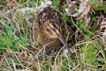 Subantarctic snipe. Adult Antipodes Island snipe. Antipodes Island, April 2010. Image © Mark Fraser by Mark Fraser.