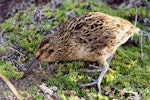 Subantarctic snipe. Adult Antipodes Island snipe feeding. Antipodes Island, April 2010. Image © Mark Fraser by Mark Fraser.