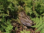 Subantarctic snipe. Adult Auckland Island snipe. Ocean Island, Auckland Islands, January 2018. Image © Colin Miskelly by Colin Miskelly.