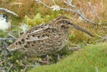 Subantarctic snipe. Auckland Island snipe, adult. Enderby Island, Auckland Islands, January 2018. Image © Alan Tennyson by Alan Tennyson.