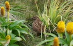 Subantarctic snipe. Auckland Island snipe adult. Enderby Island, Auckland Islands, December 2011. Image © Richard Smithers by Richard Smithers.