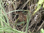 Subantarctic snipe. Auckland Island snipe adult. Disappointment Island, Auckland Islands, January 2015. Image © Paul Sagar by Paul Sagar.