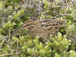 Subantarctic snipe. Auckland Island snipe, adult. Enderby Island, Auckland Islands, January 2018. Image © Alan Tennyson by Alan Tennyson.