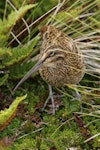 Subantarctic snipe. Adult Antipodes Island snipe. Antipodes Island, February 2011. Image © David Boyle by David Boyle.