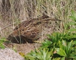 Subantarctic snipe. Adult Auckland Island snipe. Rose Island, Auckland Islands, January 2018. Image © Colin Miskelly by Colin Miskelly.