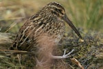 Subantarctic snipe. Adult Antipodes Island snipe with caterpillar. Antipodes Island, March 2009. Image © David Boyle by David Boyle.