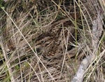 Subantarctic snipe. Adult Auckland Island snipe. Rose Island, Auckland Islands, January 2018. Image © Colin Miskelly by Colin Miskelly.