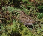 Subantarctic snipe. Adult Auckland Island snipe. Ocean Island, Auckland Islands, January 2018. Image © Colin Miskelly by Colin Miskelly.