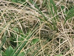 Subantarctic snipe. Adult Auckland Island snipe in subalpine vegetation. Adams Island, Auckland Islands, December 1996. Image © Department of Conservation (image ref: 10043364) by Greg Sherley, Department of Conservation.