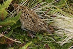 Subantarctic snipe. Adult Antipodes Island snipe. Antipodes Island, February 2011. Image © David Boyle by David Boyle.