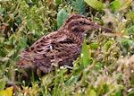 Subantarctic snipe. Adult Auckland Island snipe. Enderby Island, Auckland Islands, January 2007. Image © Ian Armitage by Ian Armitage.