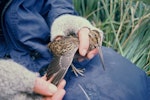 Subantarctic snipe. The first Campbell Island snipe discovered. Jacquemart Island, Campbell Island, November 1997. Image © Department of Conservation (image ref: 10053981) by Jeremy Carroll, Department of Conservation.