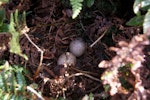 Subantarctic snipe. Antipodes Island snipe nest with two eggs. Antipodes Island, April 2009. Image © Mark Fraser by Mark Fraser.