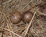 Subantarctic snipe. Campbell Island snipe nest and eggs. Six Foot Lake, Campbell Island, January 2006. Image © Colin Miskelly by Colin Miskelly.