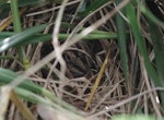 Subantarctic snipe. Adult on nest among Poa foliosa. Disappointment Island, Auckland Islands, January 2018. Image © Colin Miskelly by Colin Miskelly.