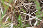 Subantarctic snipe. Adult Campbell Island snipe on nest. Six Foot Lake, Campbell Island, October 2012. Image © Kyle Morrison by Kyle Morrison.