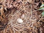 Subantarctic snipe. Auckland Island snipe nest with 2 eggs. Disappointment Island, Auckland Islands, January 2015. Image © Paul Sagar by Paul Sagar.