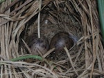 Subantarctic snipe. Nest with 2 eggs. Disappointment Island, Auckland Islands, January 2018. Image © Colin Miskelly by Colin Miskelly.