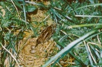 Subantarctic snipe. Auckland Island snipe at nest. Ewing Island, Auckland Islands, January 1966. Image © Robert Falla by Robert Falla.