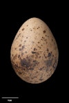 Subantarctic snipe. Auckland Island snipe egg 42.4 x 30.8 mm (NMNZ OR.017351, collected by Ron Nilsson). Disappointment Island, Auckland Islands, January 1973. Image © Te Papa by Jean-Claude Stahl.