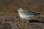 Red knot | Huahou. Overwintering adult with sign of breeding plumage. Awarua Bay, Southland, July 2012. Image © Glenda Rees by Glenda Rees.