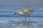 Red knot | Huahou. Non-breeding adult. Foxton Beach and bird sanctuary, September 2014. Image © Roger Smith by Roger Smith.