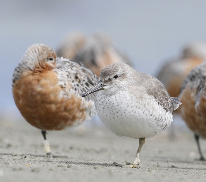 Red knot | Huahou. Non-breeding bird (centre) with breeding plumage bird behind. Manawatu River estuary, March 2012. Image © Phil Battley by Phil Battley.