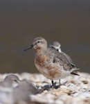 Red knot | Huahou. An overwintering bird that did not migrate to the Arctic, but nevertheless did some breeding plumage moult. Note the lack of evident wear on these feathers. Miranda, September 2008. Image © Phil Battley by Phil Battley.