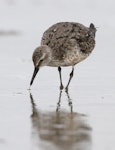 Red knot | Huahou. Adult just arrived back in New Zealand after migration, showing a mix of worn breeding plumage feathers and fresh non-breeding plumage. Manawatu River estuary, September 2010. Image © Phil Battley by Phil Battley.