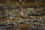 Red knot | Huahou. Adult on breeding grounds - the white flag shows that this bird was originally caught and banded in New Zealand (on the Manukau Harbour, more than 11,000 km away). Bering Sea coast near Meinypilgyno, Chukotka, January 2008. Image © Sergey Golubev by Sergey Golubev.