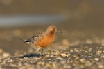 Red knot | Huahou. Adult in breeding plumage. Miranda, March 2007. Image © Neil Fitzgerald by Neil Fitzgerald.