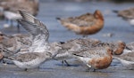 Red knot | Huahou. Mixed age group in breeding and non-breeding plumage. Adults in breeding plumage before northward migration with subadults that will not migrate. Note the almost-complete wing moult on the bird with its wings up, and the leg flag "AKU". Manawatu River estuary, March 2009. Image © Phil Battley by Phil Battley.