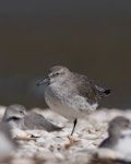 Red knot | Huahou. An overwintering immature in non-breeding plumage. Miranda, September 2008. Image © Phil Battley by Phil Battley.