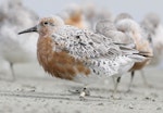 Red knot | Huahou. Subspecies rogersi bird developing breeding plumage. Note the white vent and generally greyish colouration to the upperpart feathers. Manawatu River estuary, March 2012. Image © Phil Battley by Phil Battley.