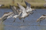 Red knot | Huahou. Flock taking-off . Lake Ellesmere, November 2012. Image © Steve Attwood by Steve Attwood.