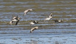 Red knot | Huahou. Flock in flight. Wanganui, November 2014. Image © Ormond Torr by Ormond Torr.