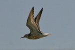 Red knot | Huahou. Ventral view of adult in partial breeding plumage in flight. Kidds Beach. Image © Noel Knight by Noel Knight.