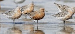 Red knot | Huahou. Adult bird in breeding plumage with an intensity and prevalence of red feathering indicating it is likely to be of the subspecies piersmai. Manawatu River estuary, March 2013. Image © Phil Battley by Phil Battley.